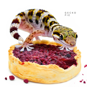 Gecko Pie